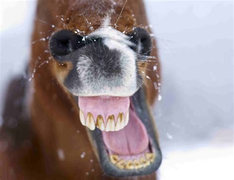 10 Popular Horse Quotes and What They Mean .
